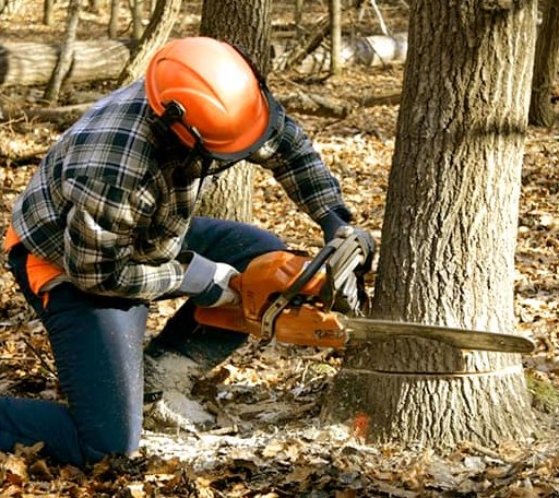 Tree Removal in Hinesville, GA